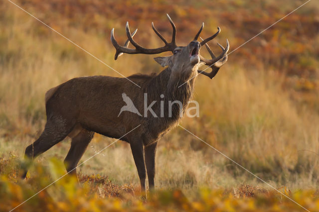 Red Deer (Cervus elaphus)