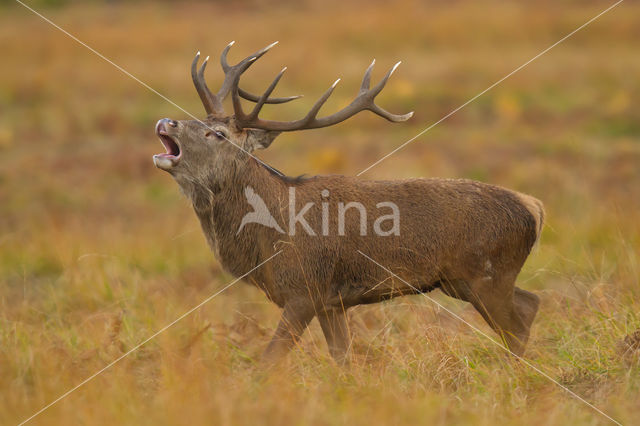 Red Deer (Cervus elaphus)