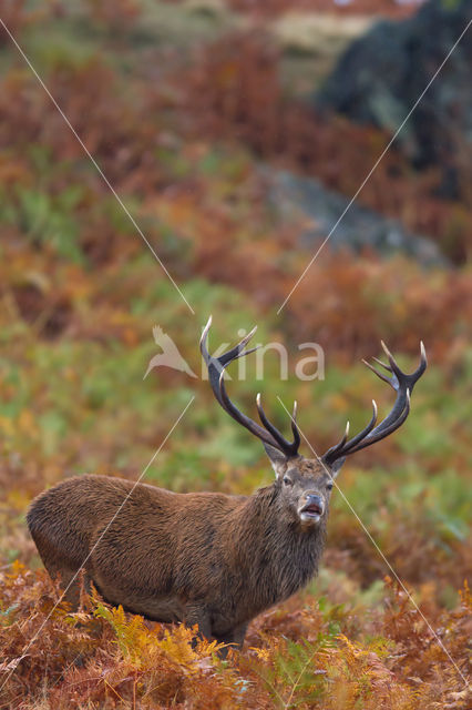 Red Deer (Cervus elaphus)