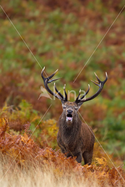 Edelhert (Cervus elaphus)