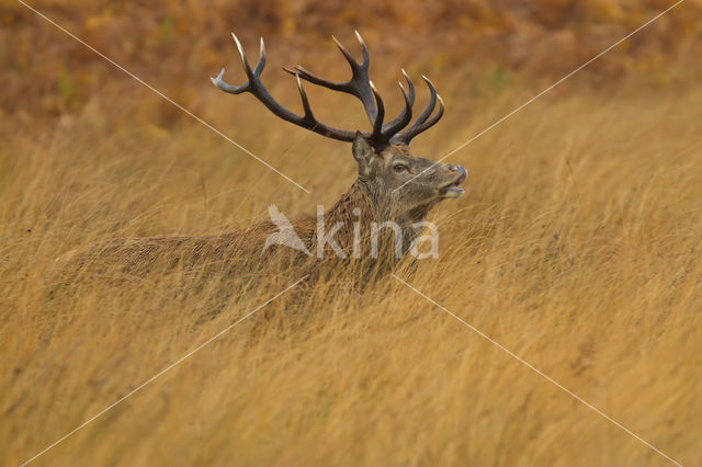 Red Deer (Cervus elaphus)