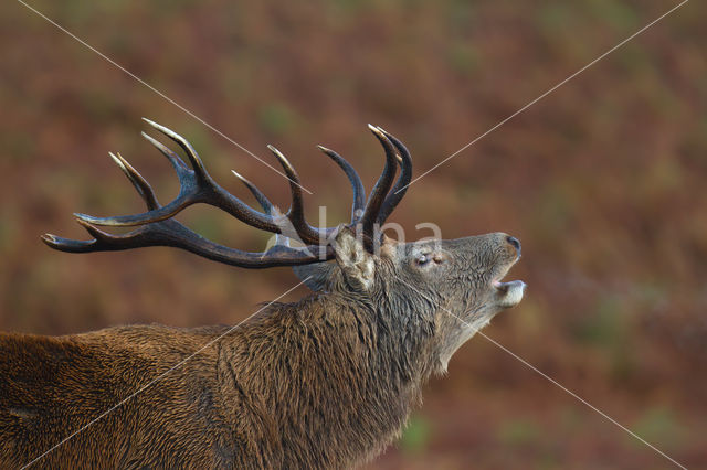 Red Deer (Cervus elaphus)