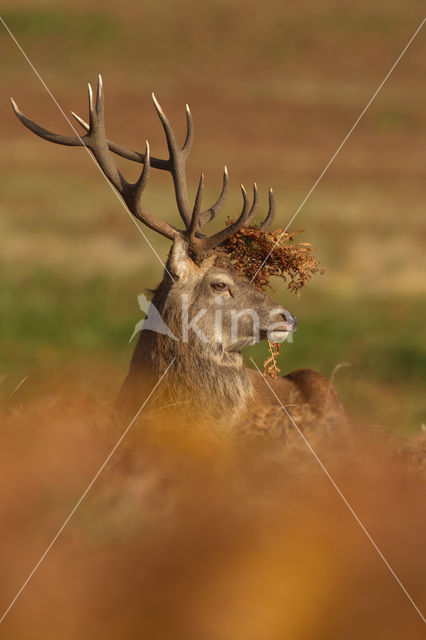 Edelhert (Cervus elaphus)