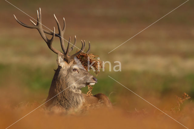 Edelhert (Cervus elaphus)