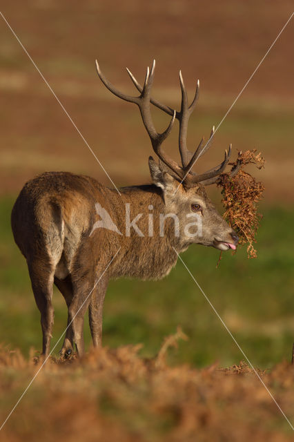 Edelhert (Cervus elaphus)