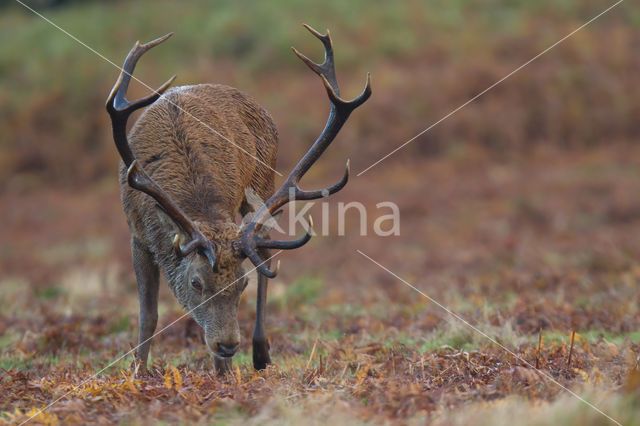 Red Deer (Cervus elaphus)