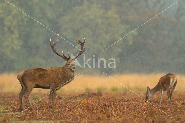 Edelhert (Cervus elaphus)