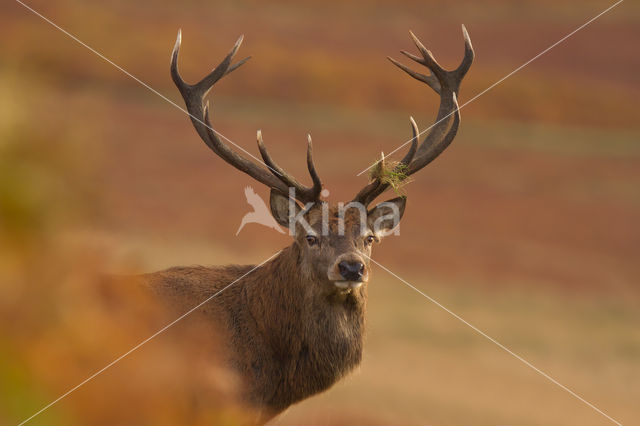 Edelhert (Cervus elaphus)