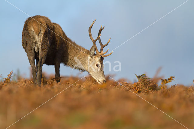 Edelhert (Cervus elaphus)