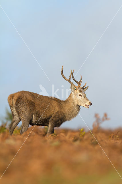 Red Deer (Cervus elaphus)