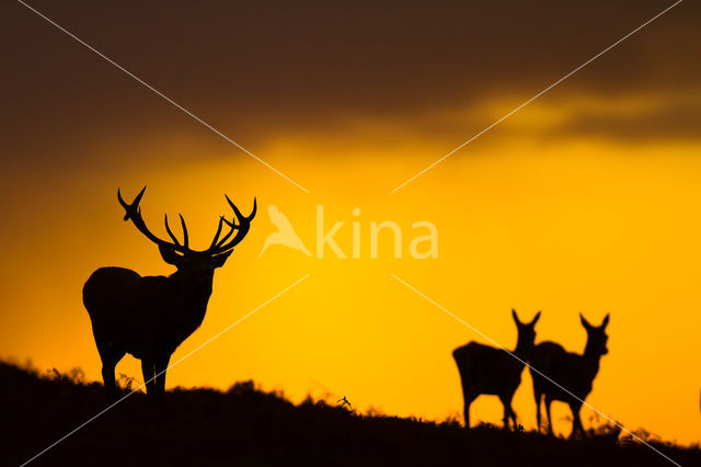 Red Deer (Cervus elaphus)