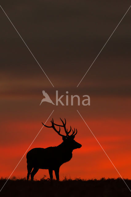 Red Deer (Cervus elaphus)