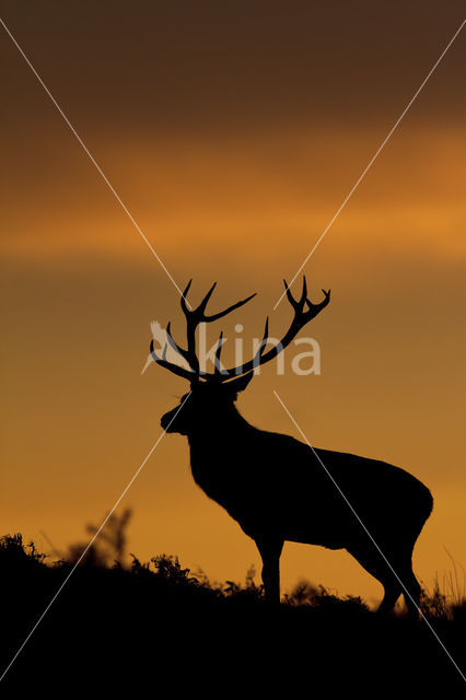 Edelhert (Cervus elaphus)