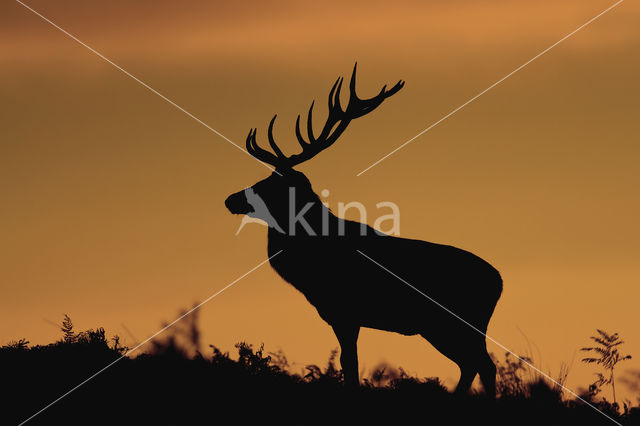 Edelhert (Cervus elaphus)