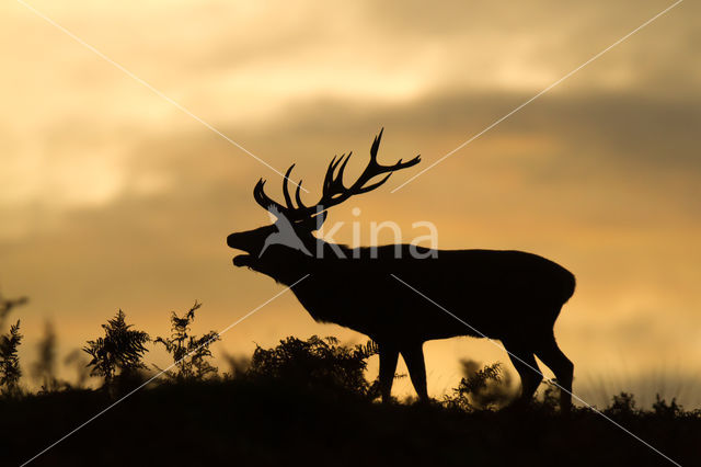 Red Deer (Cervus elaphus)