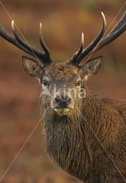 Red Deer (Cervus elaphus)