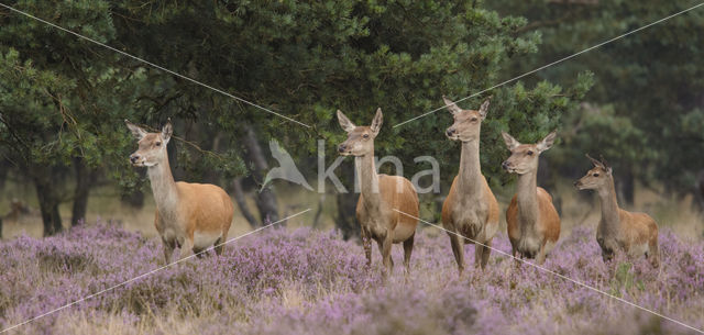 Red Deer (Cervus elaphus)