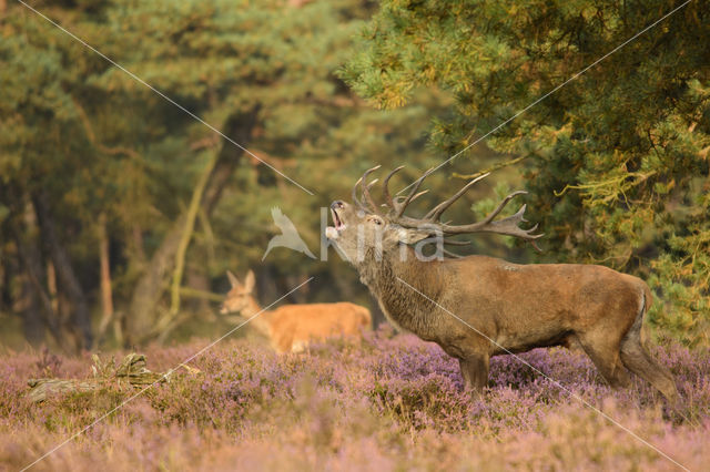 Red Deer (Cervus elaphus)