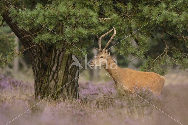 Edelhert (Cervus elaphus)