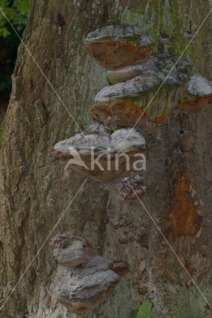 Eikevuurzwam (Phellinus robustus)