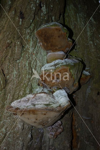 Eikevuurzwam (Phellinus robustus)