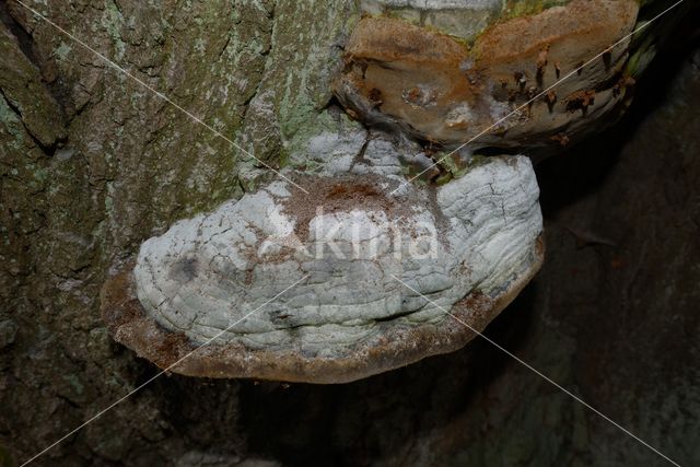 Eikevuurzwam (Phellinus robustus)