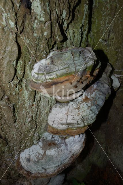 Eikevuurzwam (Phellinus robustus)