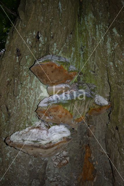 Eikevuurzwam (Phellinus robustus)