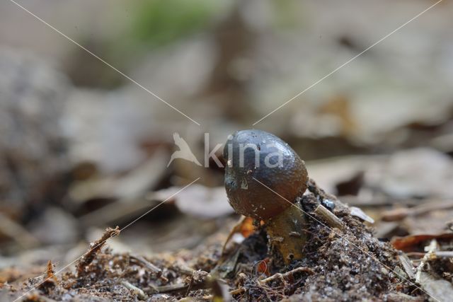 Truffelknotszwam (Cordyceps spec.)