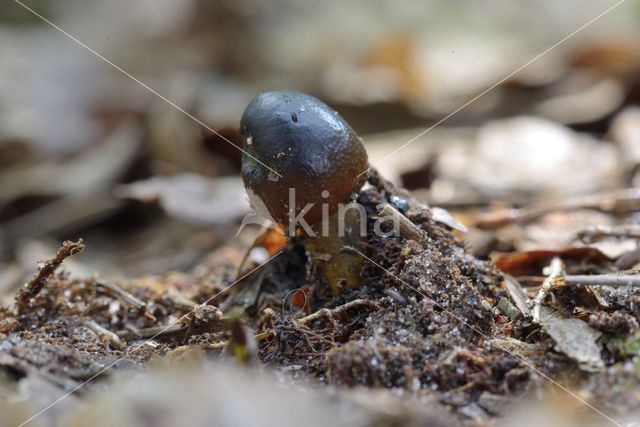 Cordyceps spec.
