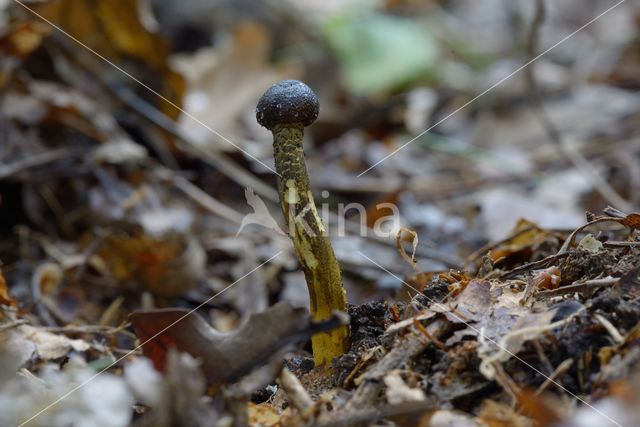 Truffelknotszwam (Cordyceps spec.)