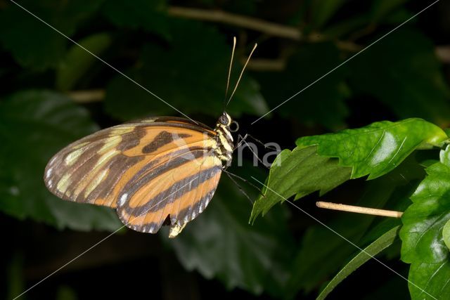 Isabella's Heliconian (Eueides isabella)