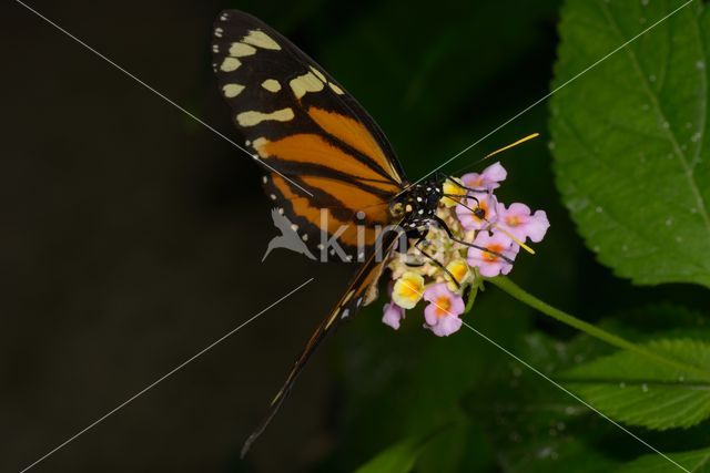 Isabella's Heliconian (Eueides isabella)