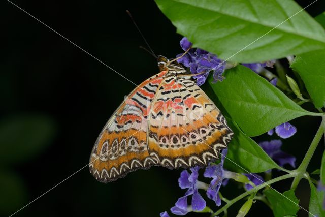 Isabella's Heliconian (Eueides isabella)