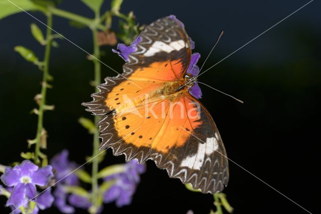 Isabella's Heliconian (Eueides isabella)