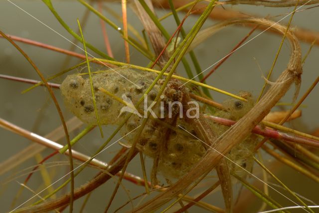 Europese boomkikker (Hyla arborea)