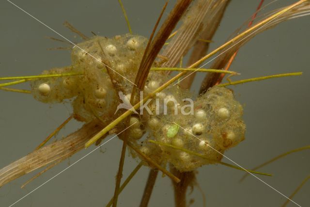 Europese boomkikker (Hyla arborea)