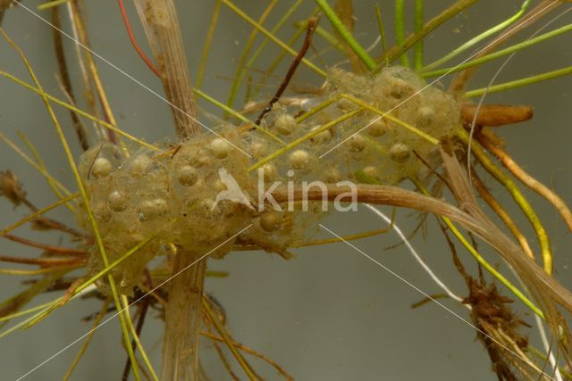 Europese boomkikker (Hyla arborea)