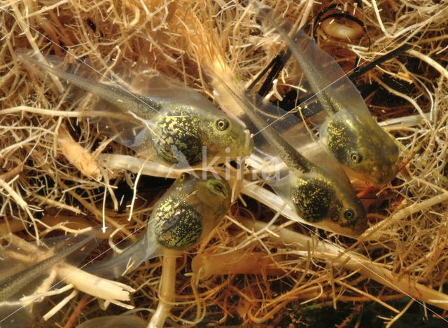 Europese boomkikker (Hyla arborea)