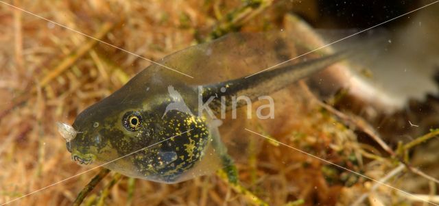 Europese boomkikker (Hyla arborea)