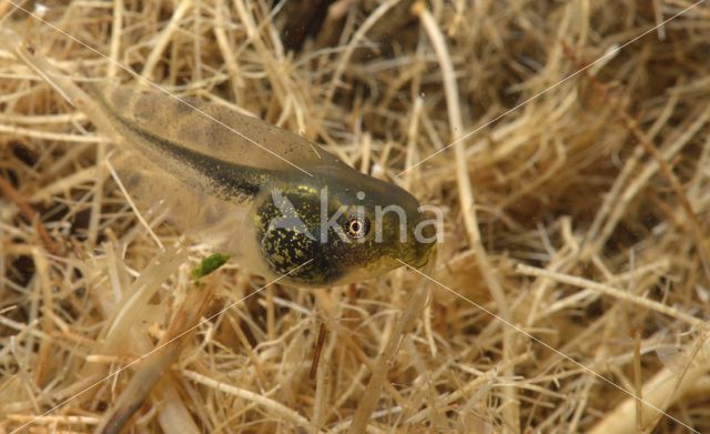 Europese boomkikker (Hyla arborea)