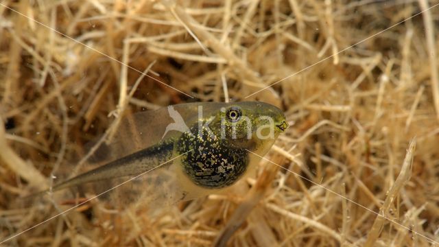 Europese boomkikker (Hyla arborea)