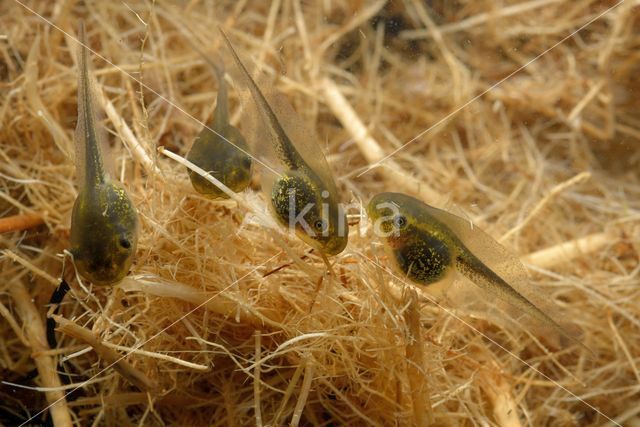 Europese boomkikker (Hyla arborea)