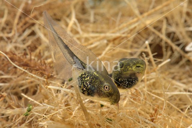 Europese boomkikker (Hyla arborea)