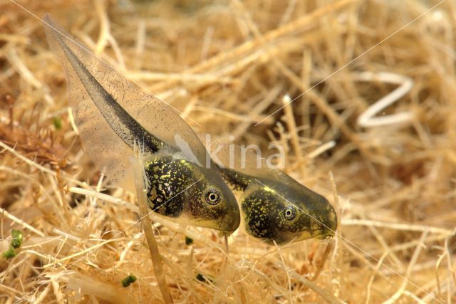 Europese boomkikker (Hyla arborea)