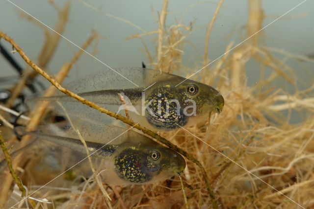 European Tree Frog (Hyla arborea)