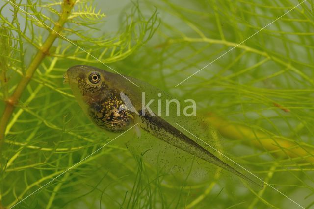 Europese boomkikker (Hyla arborea)
