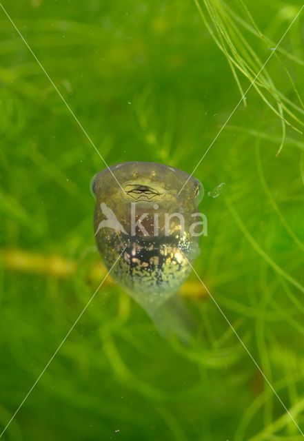 European Tree Frog (Hyla arborea)