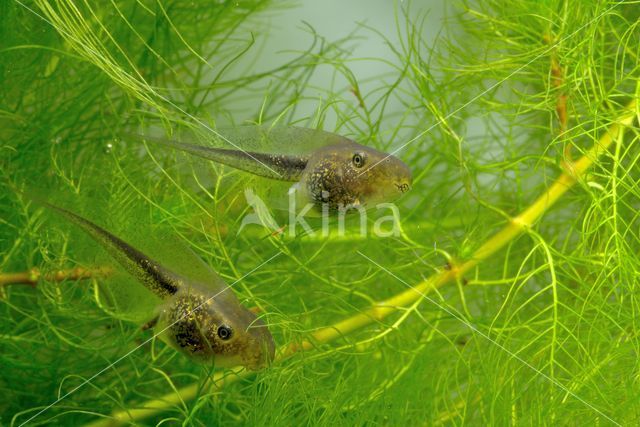 Europese boomkikker (Hyla arborea)