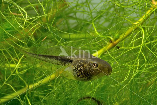 Europese boomkikker (Hyla arborea)